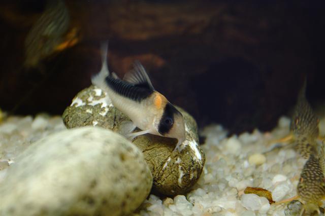 Duplicareus Corydoras (Corydoras duplicareus)