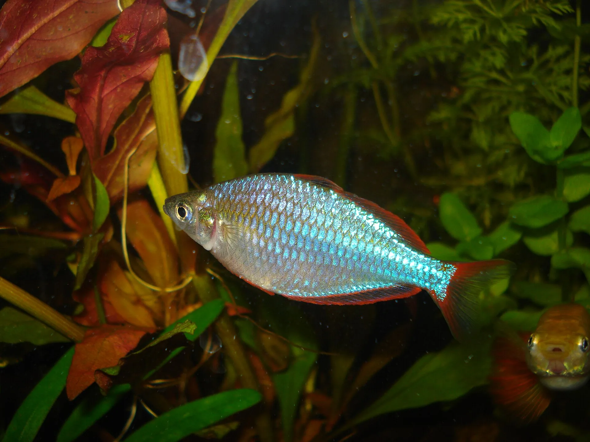 Vue rapprochée du Poisson arc-en-ciel nain néon (Melanotaenia praecox)