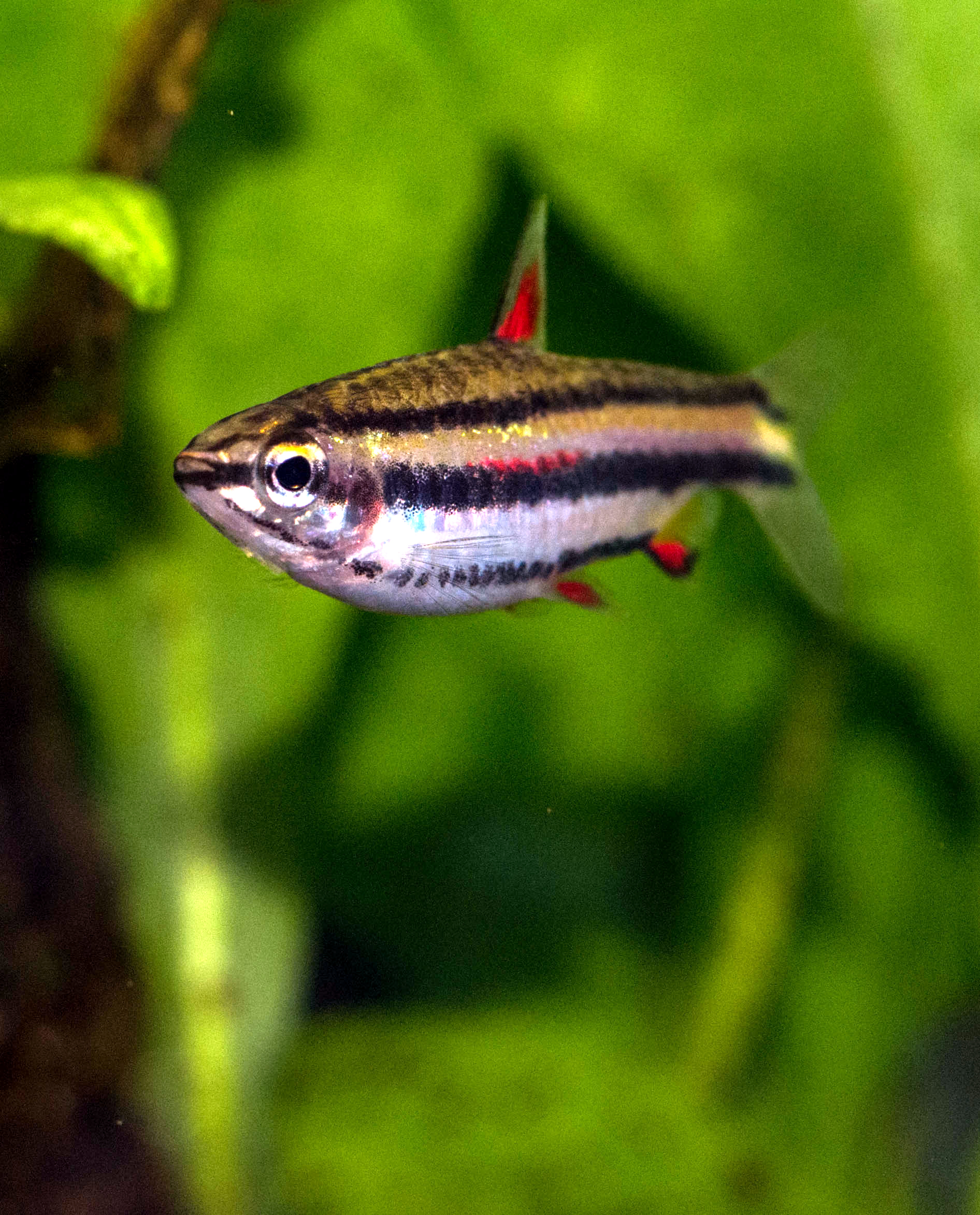 Pez Lápiz Enano (Nannostomus marginatus)