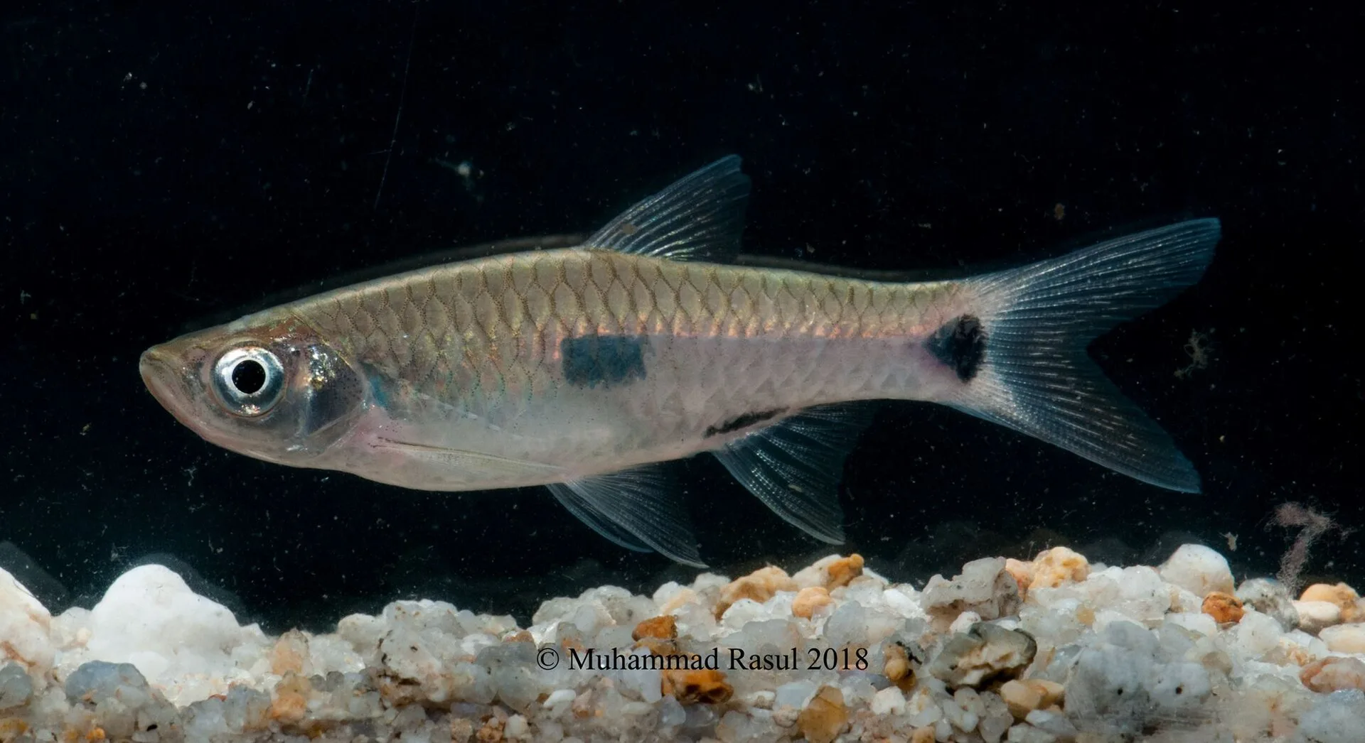 Vista cercana de la Rasbora Elegante (Rasbora elegans)