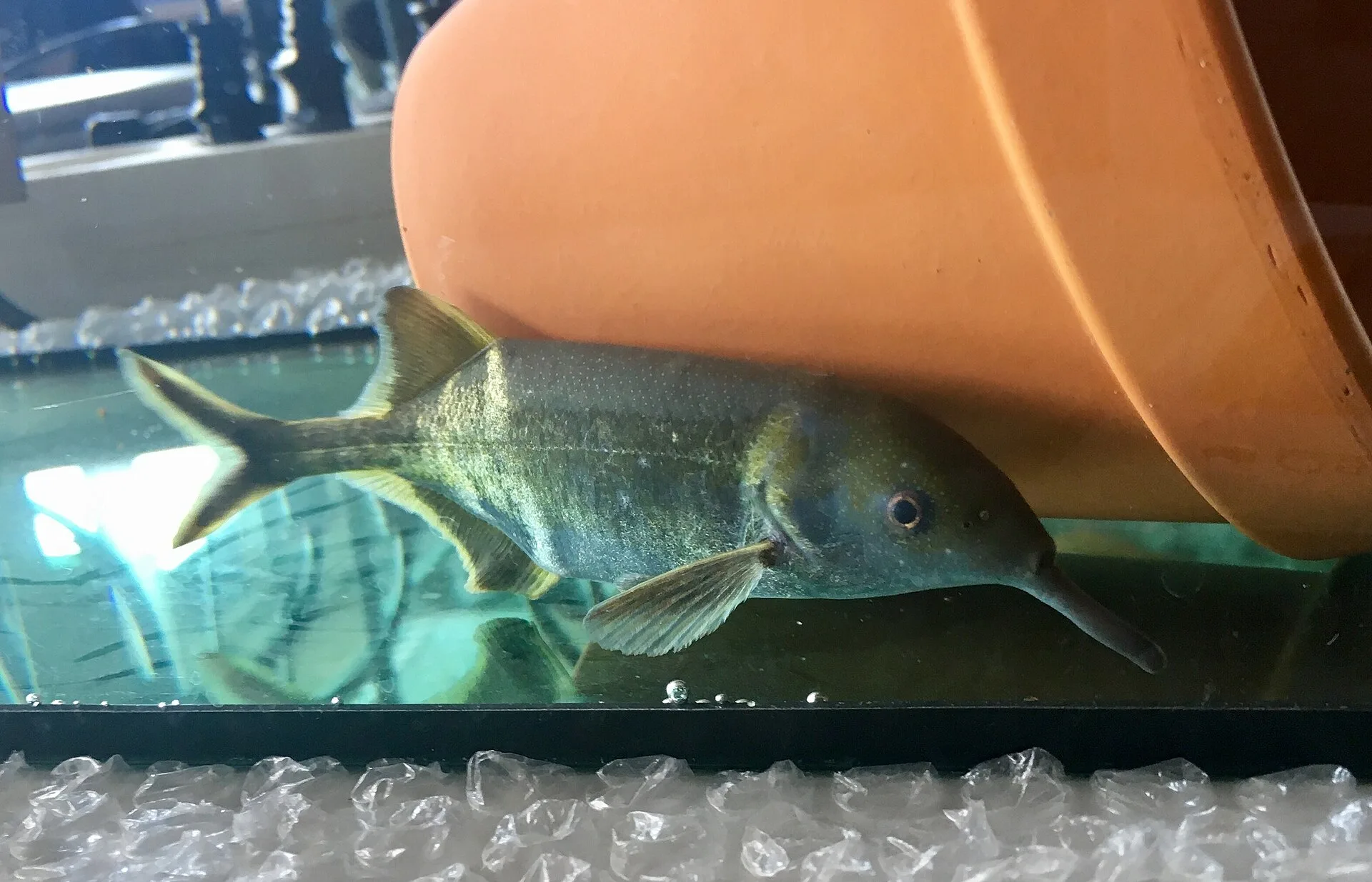 Elephantnose Fish (Gnathonemus petersii)