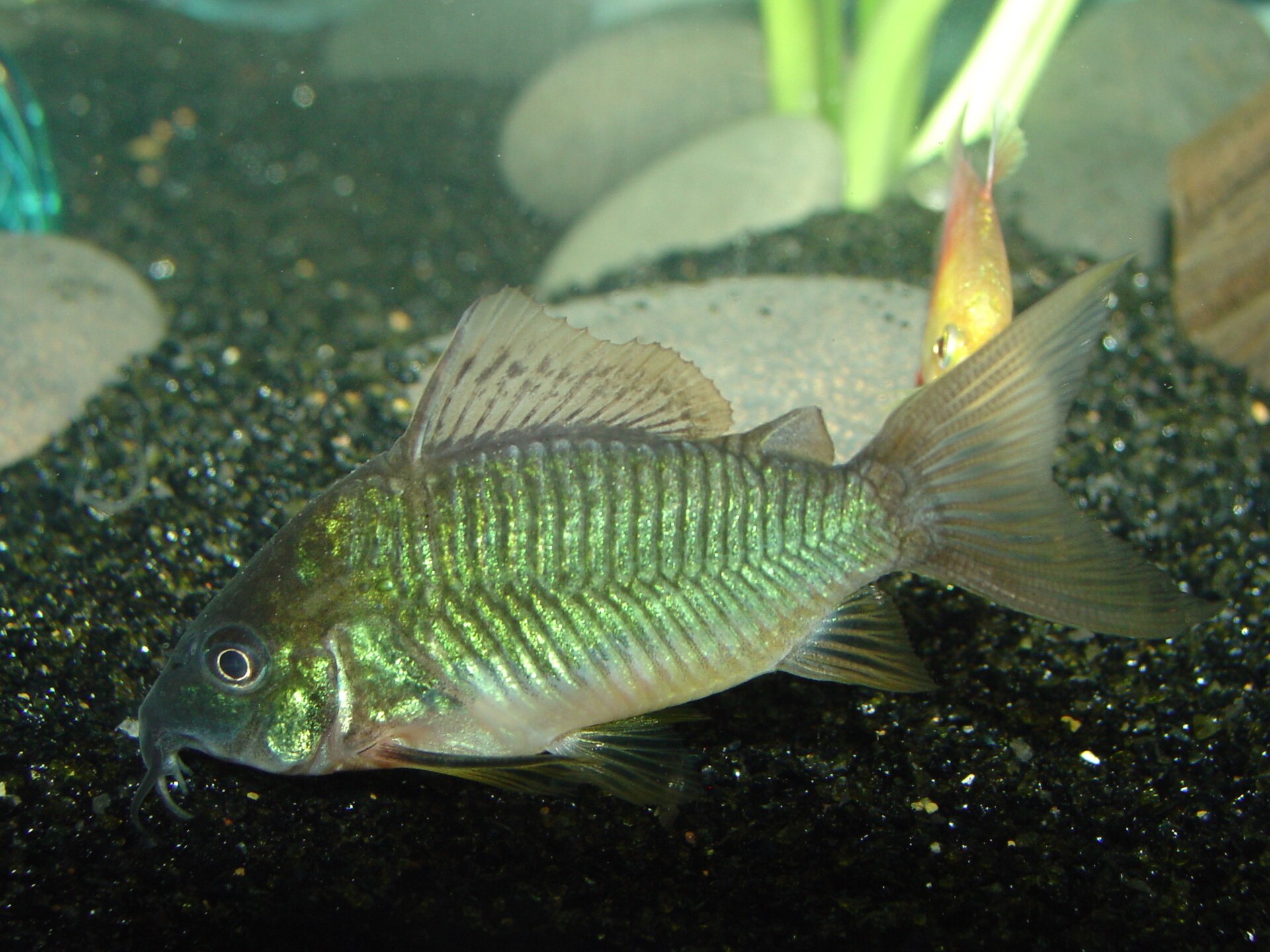 Brochis Esmeralda (Brochis splendens)