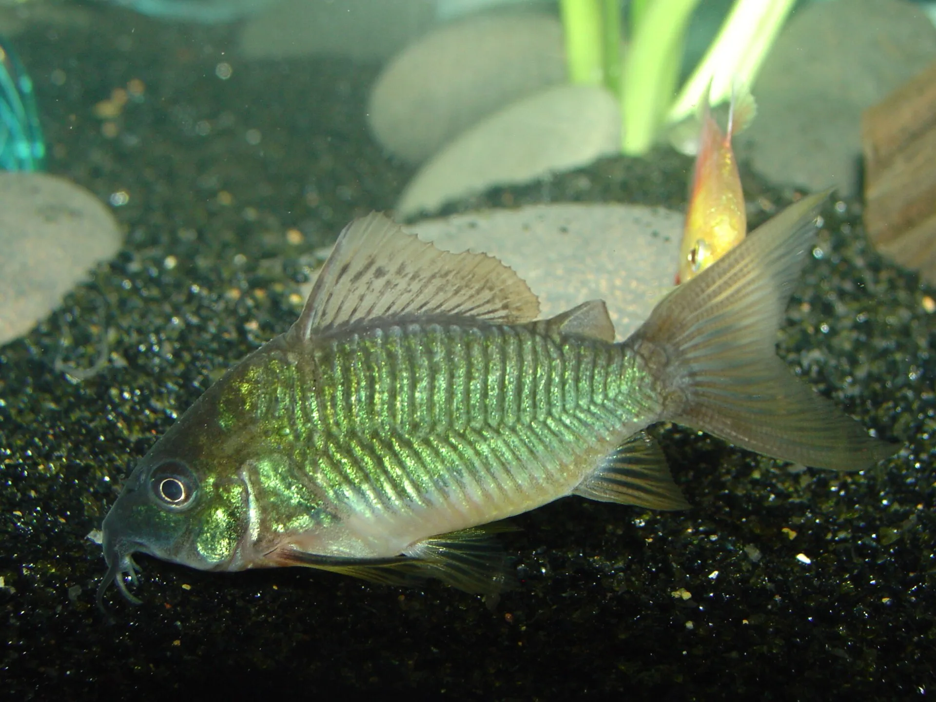 Emerald Brochis (Brochis splendens)