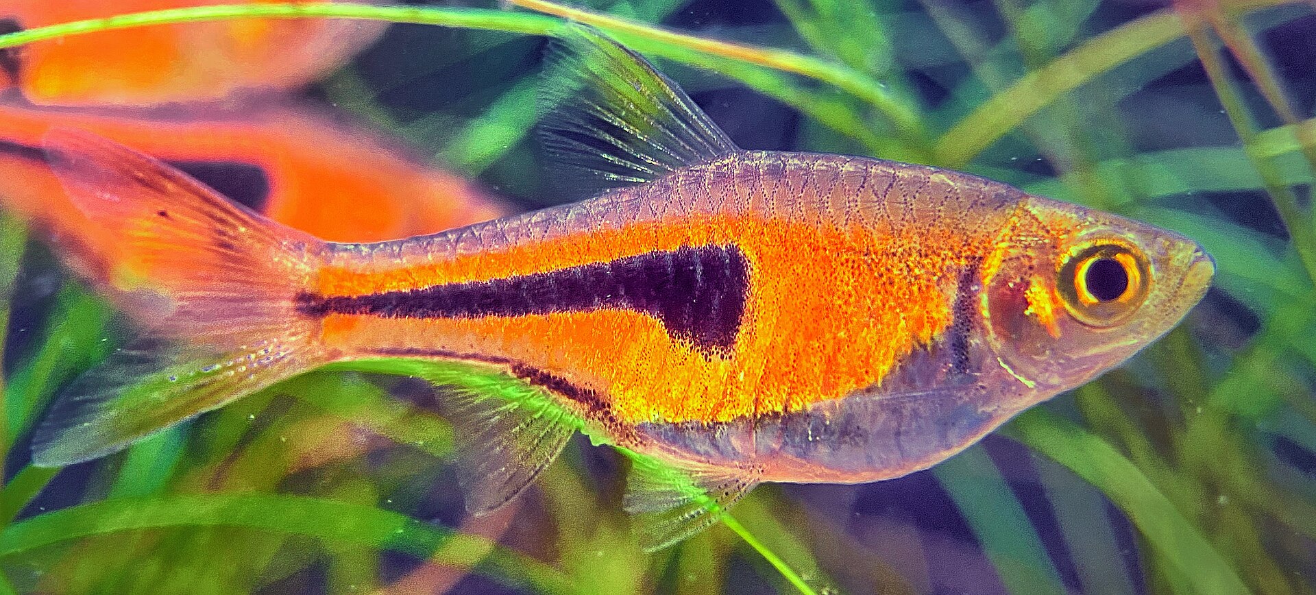Vista cercana del Espei Rasbora (Trigonostigma espei)