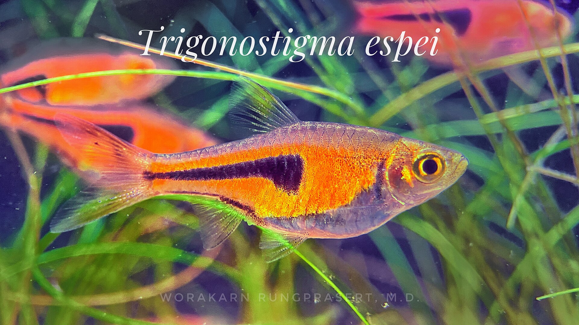 Espei Rasbora (Trigonostigma espei)
