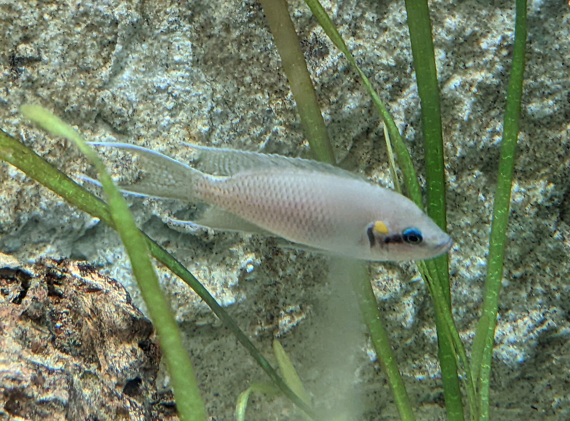 Vista cercana del Cíclido Hada (Neolamprologus brichardi)