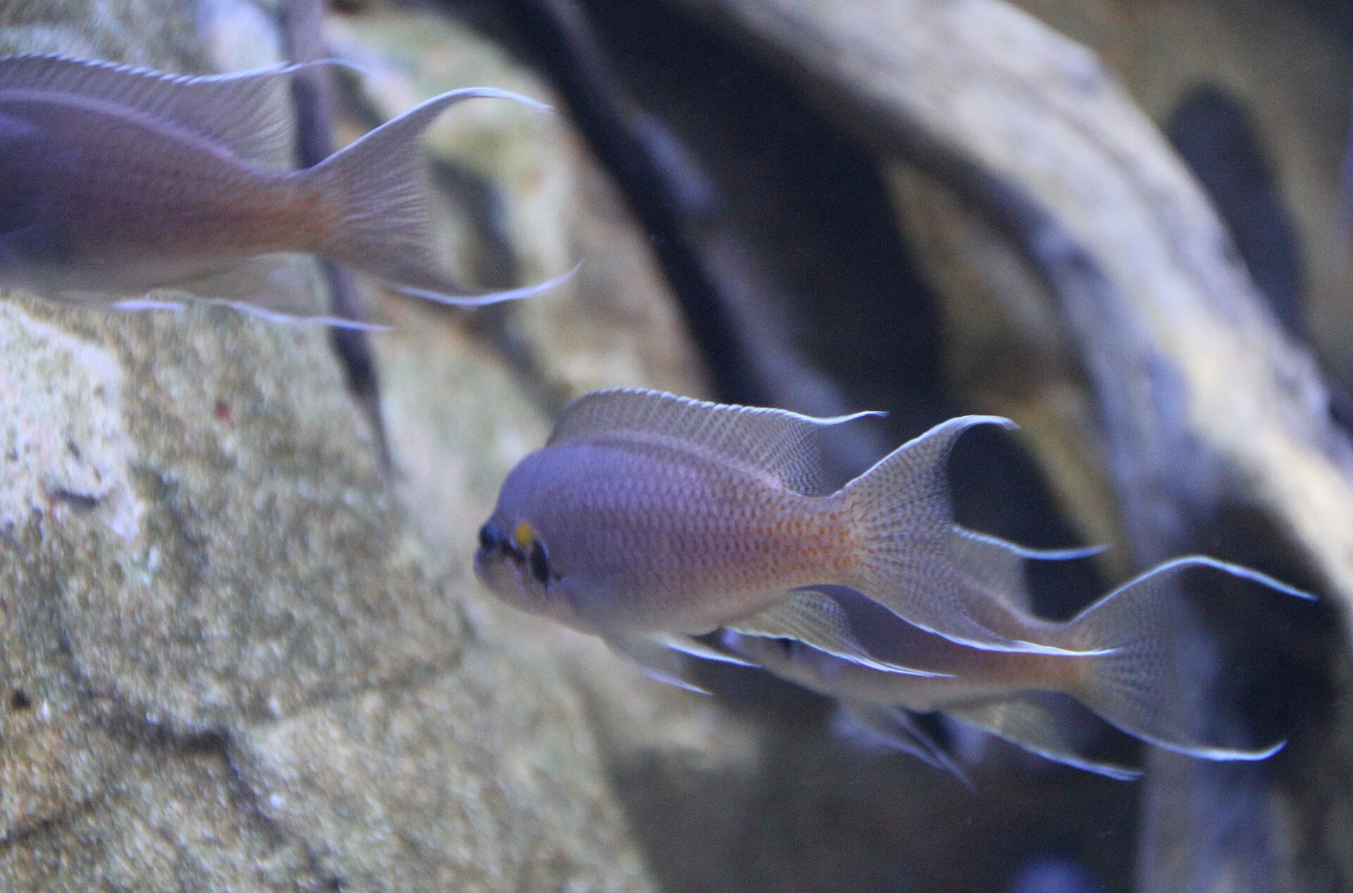 Cíclido Hada (Neolamprologus brichardi)