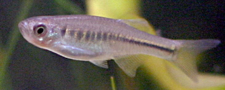 Danio de Barra de Fuego (Devario maetaengensis)
