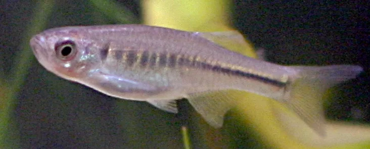 Fire Bar Danio (Devario maetaengensis)
