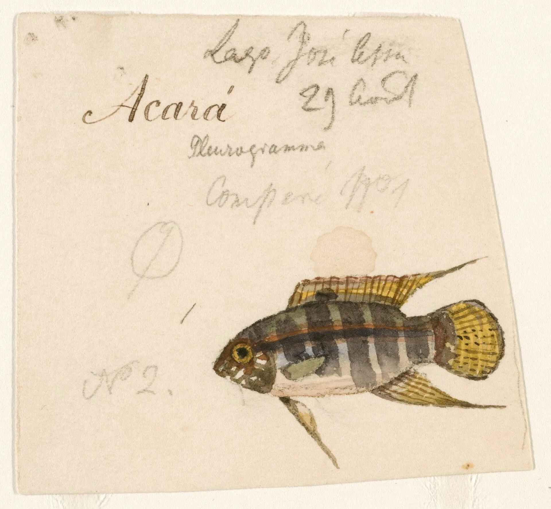 Bandera Acara (Laetacara curviceps)