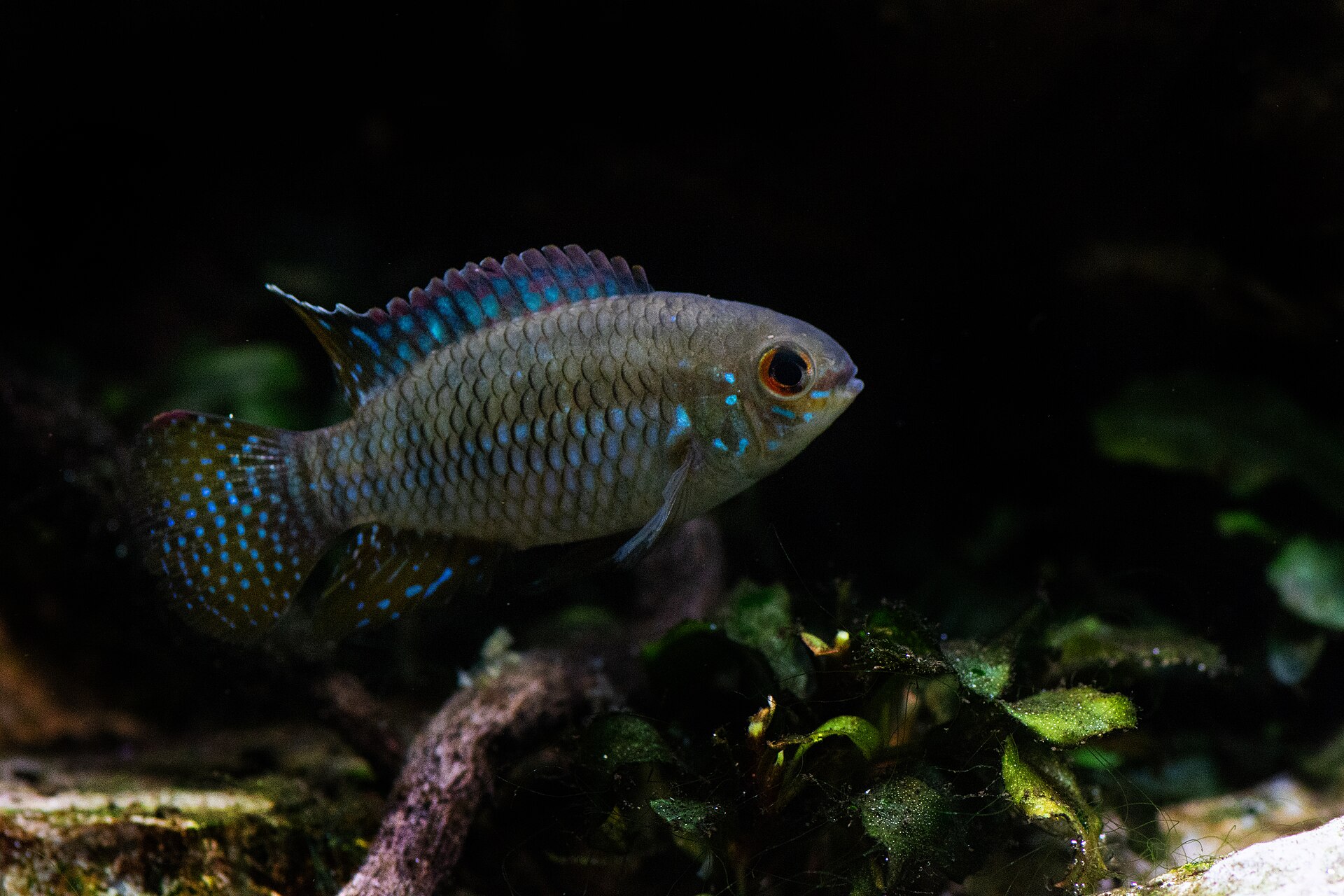 Flag Acara (Laetacara curviceps)