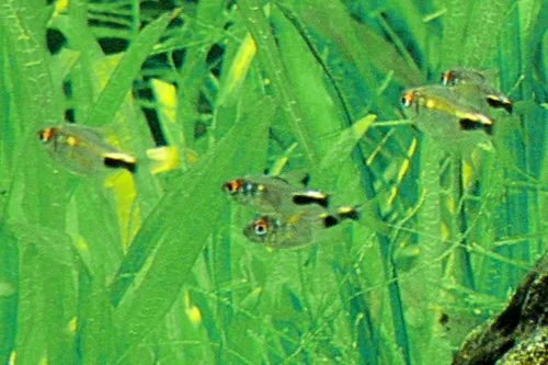 Tetra Granate (Hemigrammus pulcher)