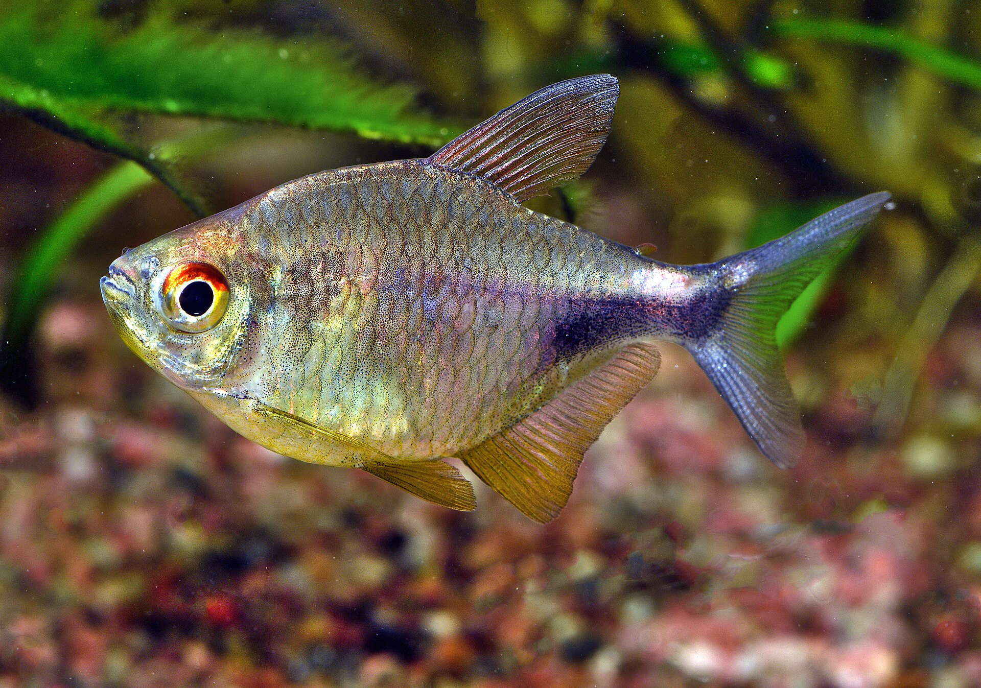 Garnet Tetra (Hemigrammus pulcher)