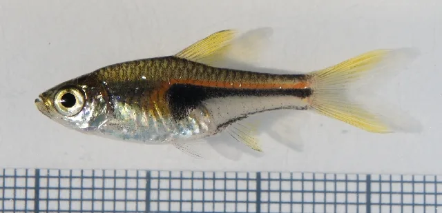 Rasbora Glowlight (Trigonostigma hengeli)