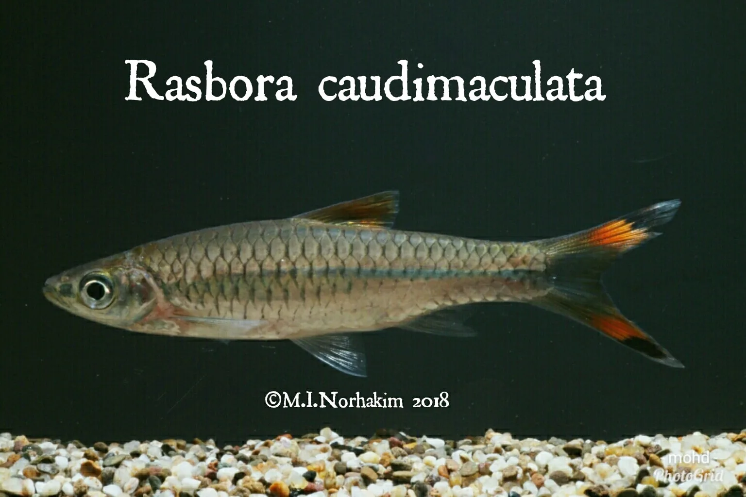 Greater Scissortail Rasbora (Rasbora caudimaculata)