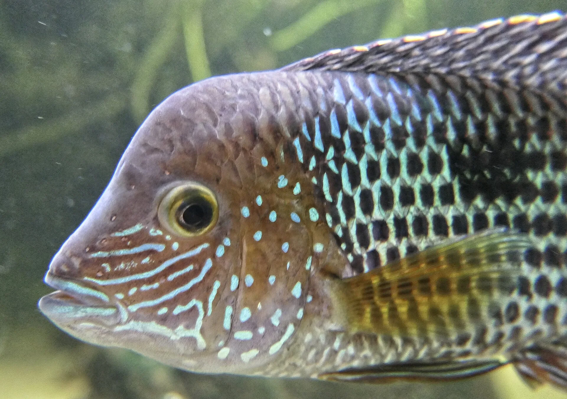 Vue rapprochée de la Terreur Verte (Andinoacara rivulatus)
