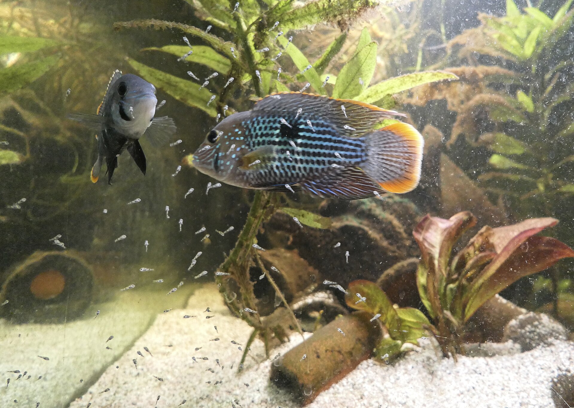 Green Terror (Andinoacara rivulatus)