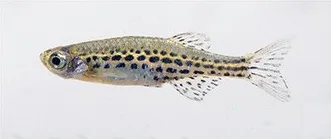 Hikari Danio (Danio tinwini)