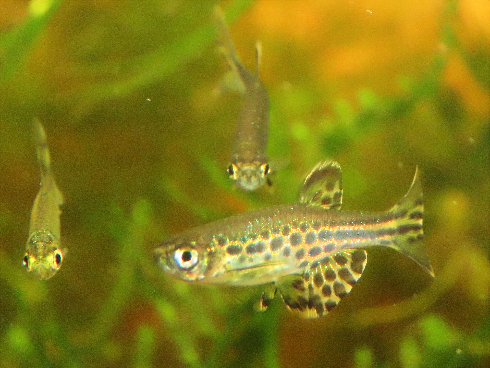 Hikari Danio (Danio tinwini)