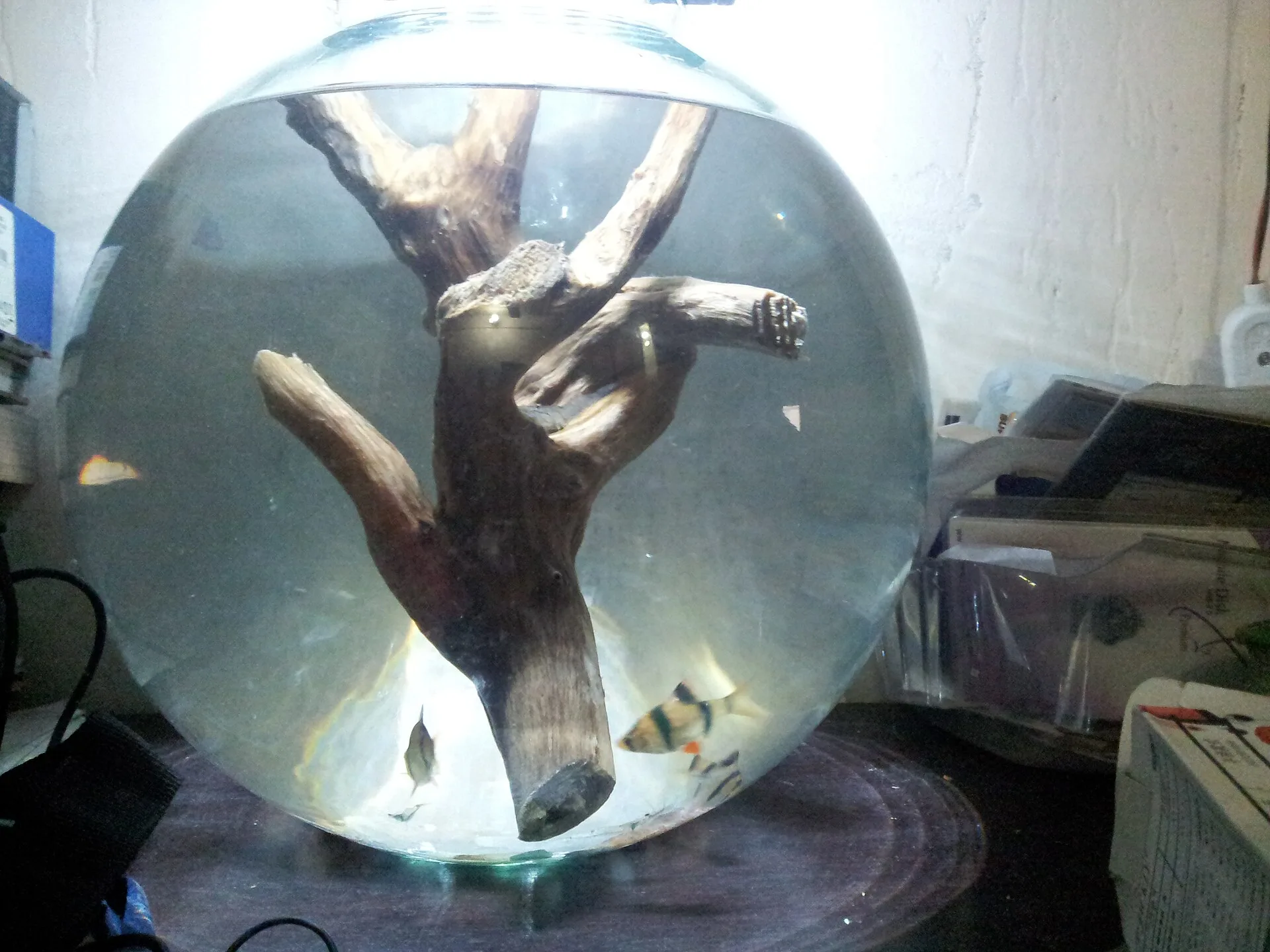 Aquarium driftwood hardscape