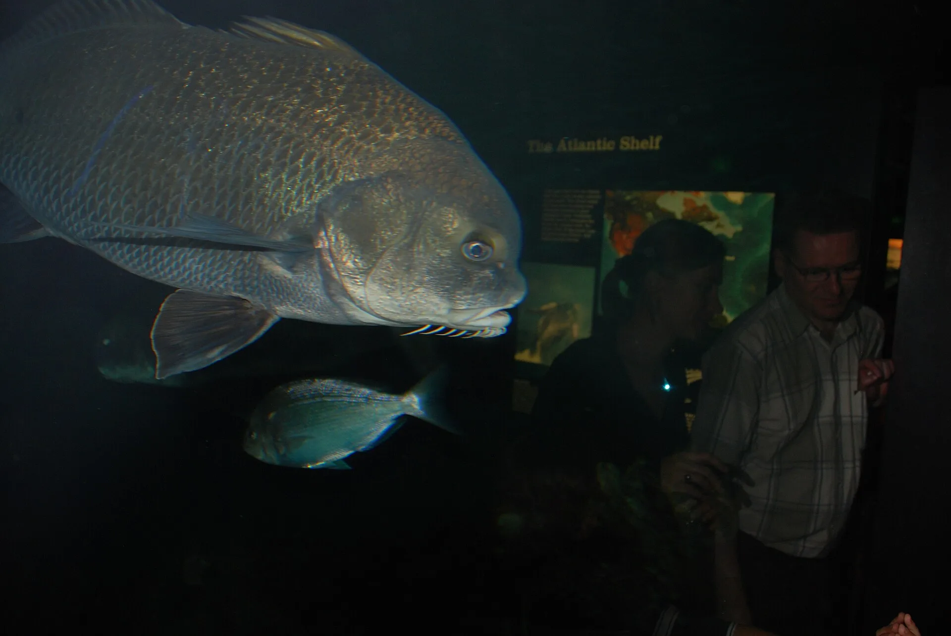 Aquarium glass reflections over fish viewing