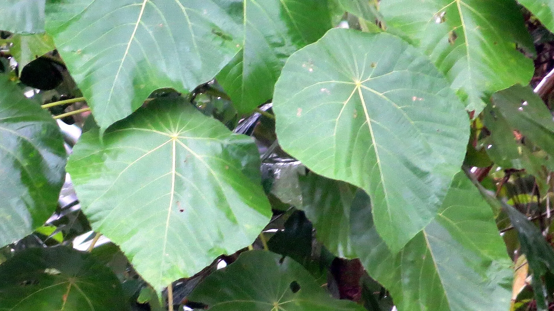 Indian almond (catappa) leaves for aquarium litter