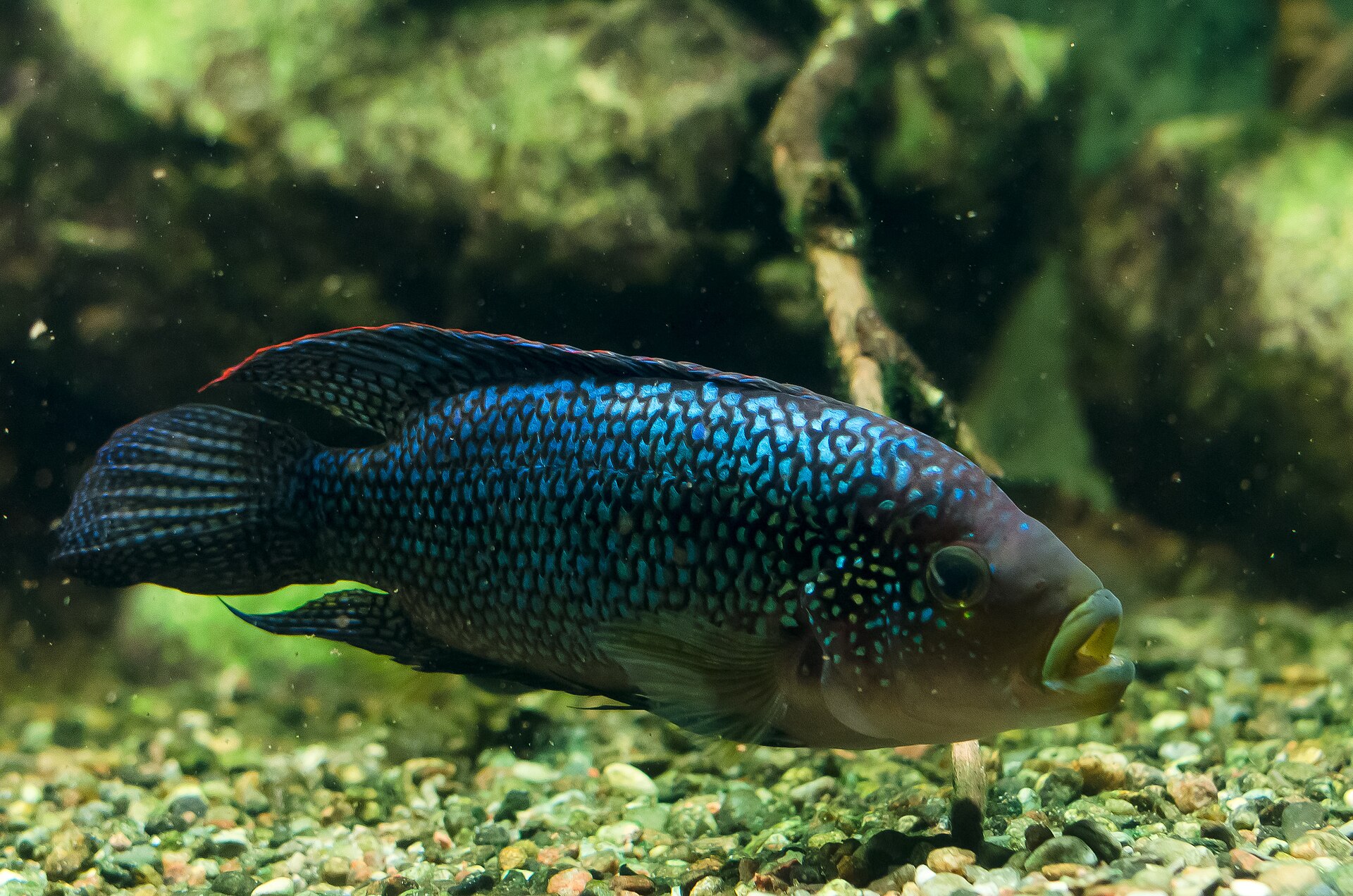 Vista cercana de Jack Dempsey (Rocio octofasciata)