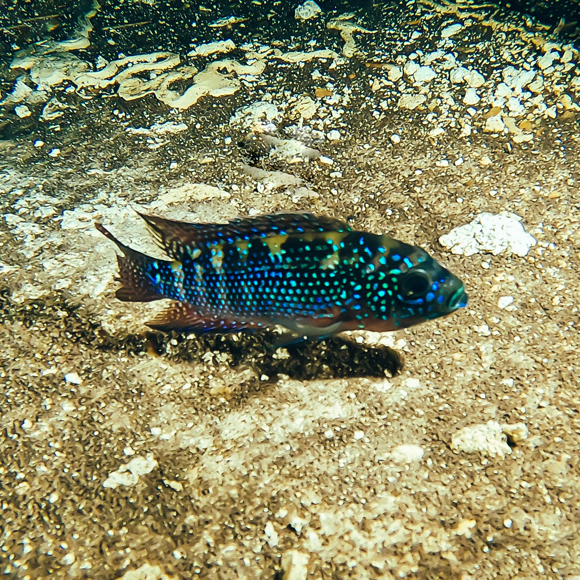 Jack Dempsey (Rocio octofasciata)