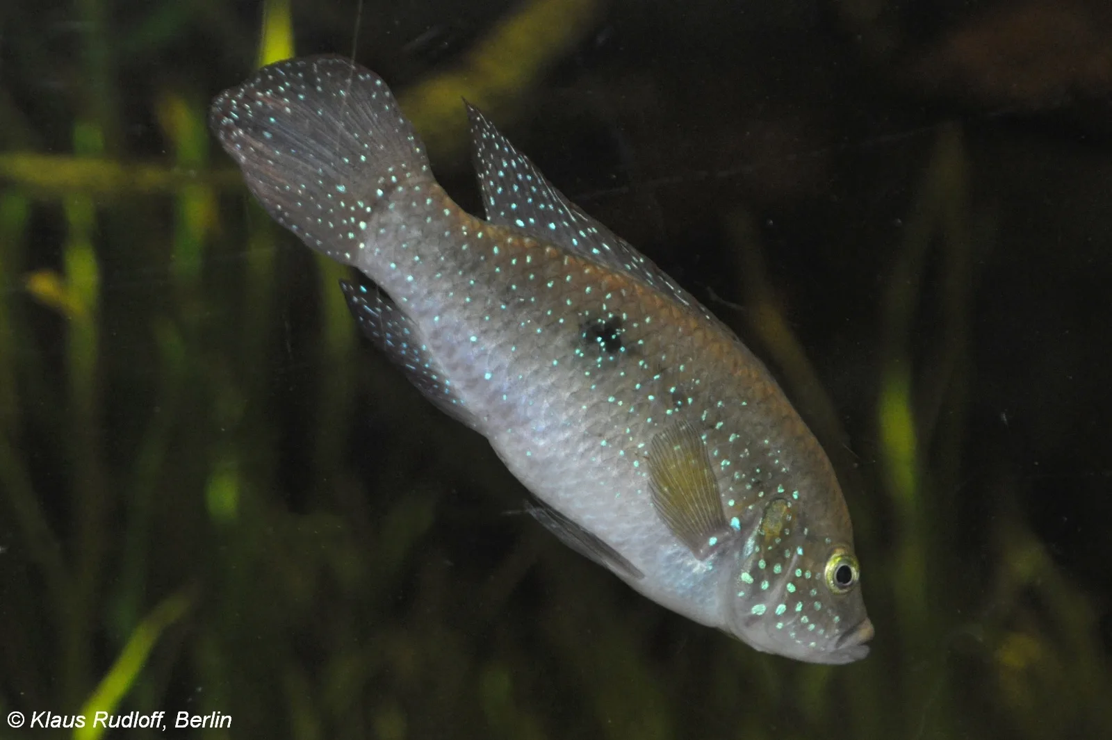 Vista cercana del Cíclido Joya (Hemichromis lifalili)