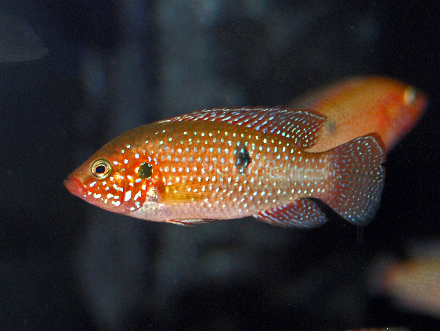 Jewel Cichlid (Hemichromis lifalili)