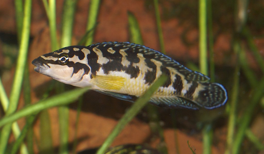 Vue rapprochée de Julidochromis Transcriptus (Julidochromis transcriptus)
