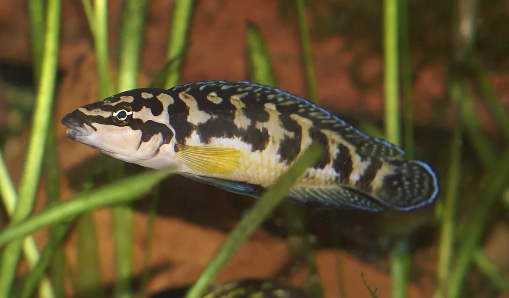 Close view of Julidochromis Transcriptus (Julidochromis transcriptus)