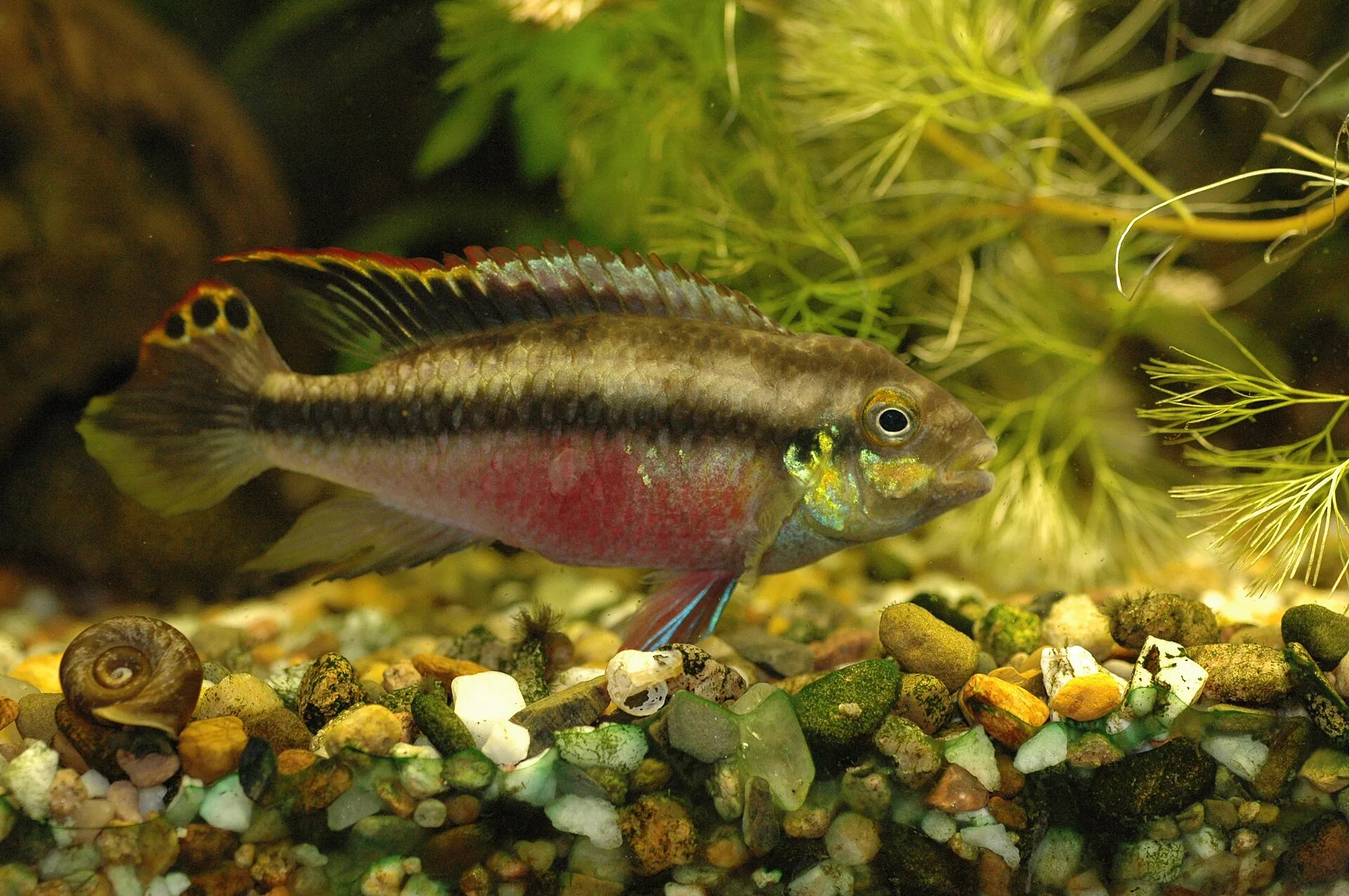 Vue rapprochée de Kribensis (Pelvicachromis pulcher)