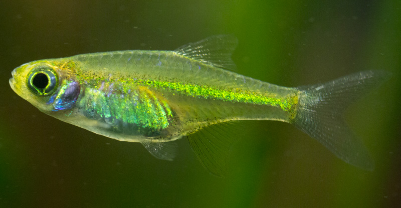 Rasbora de Kubota (Microdevario kubotai)