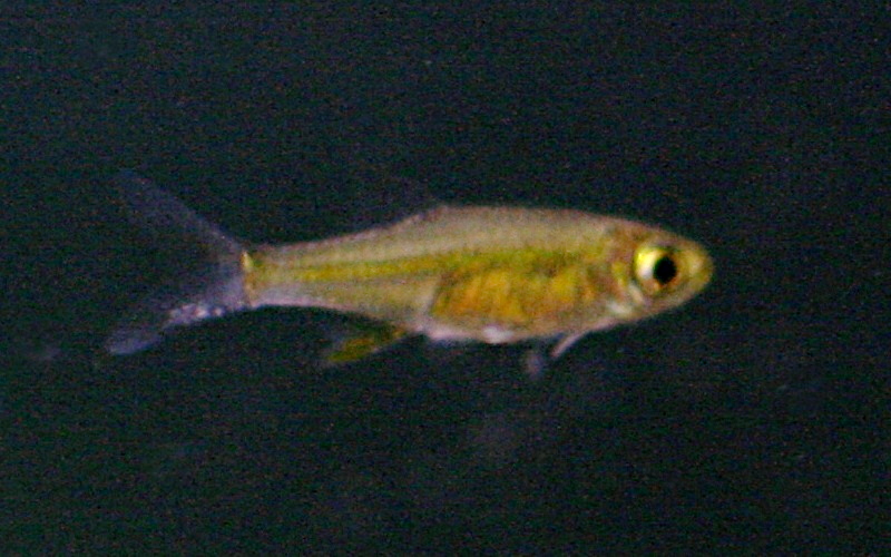 Kubota's Rasbora (Microdevario kubotai)