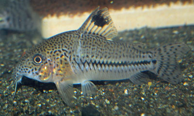 Leopard Corydoras (Corydoras leopardus)