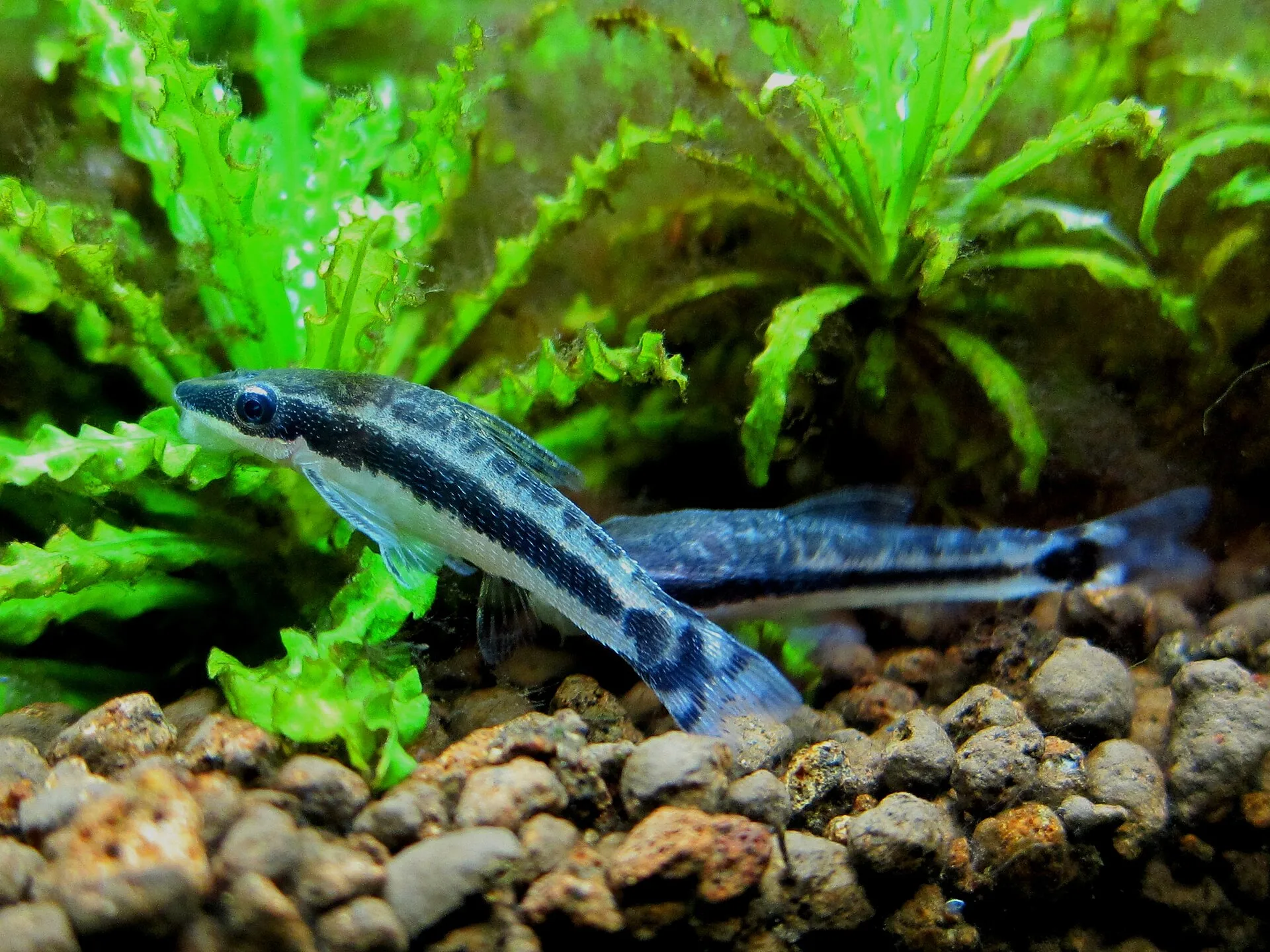 Macrotocinclus Affinis (Macrotocinclus affinis)
