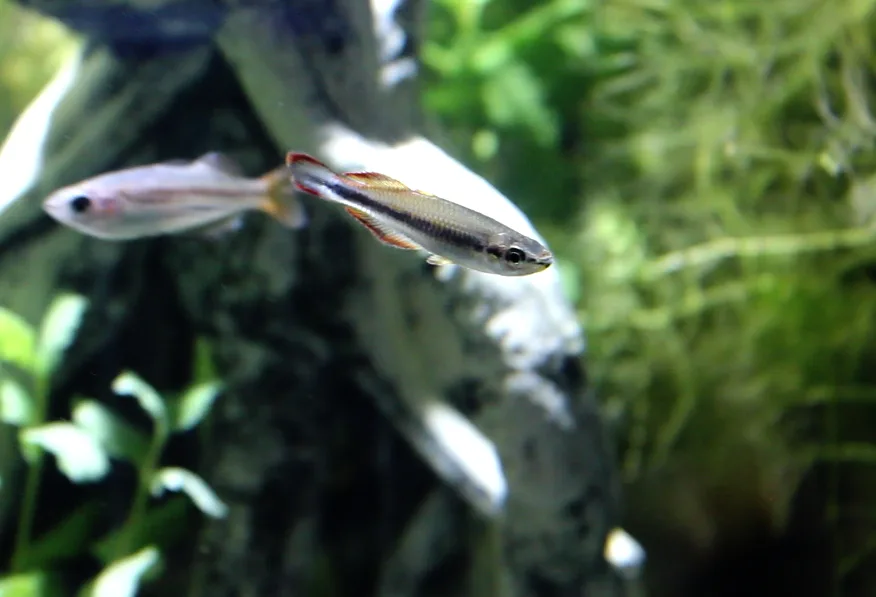 Vue rapprochée du poisson arc-en-ciel de Madagascar (Bedotia madagascariensis)