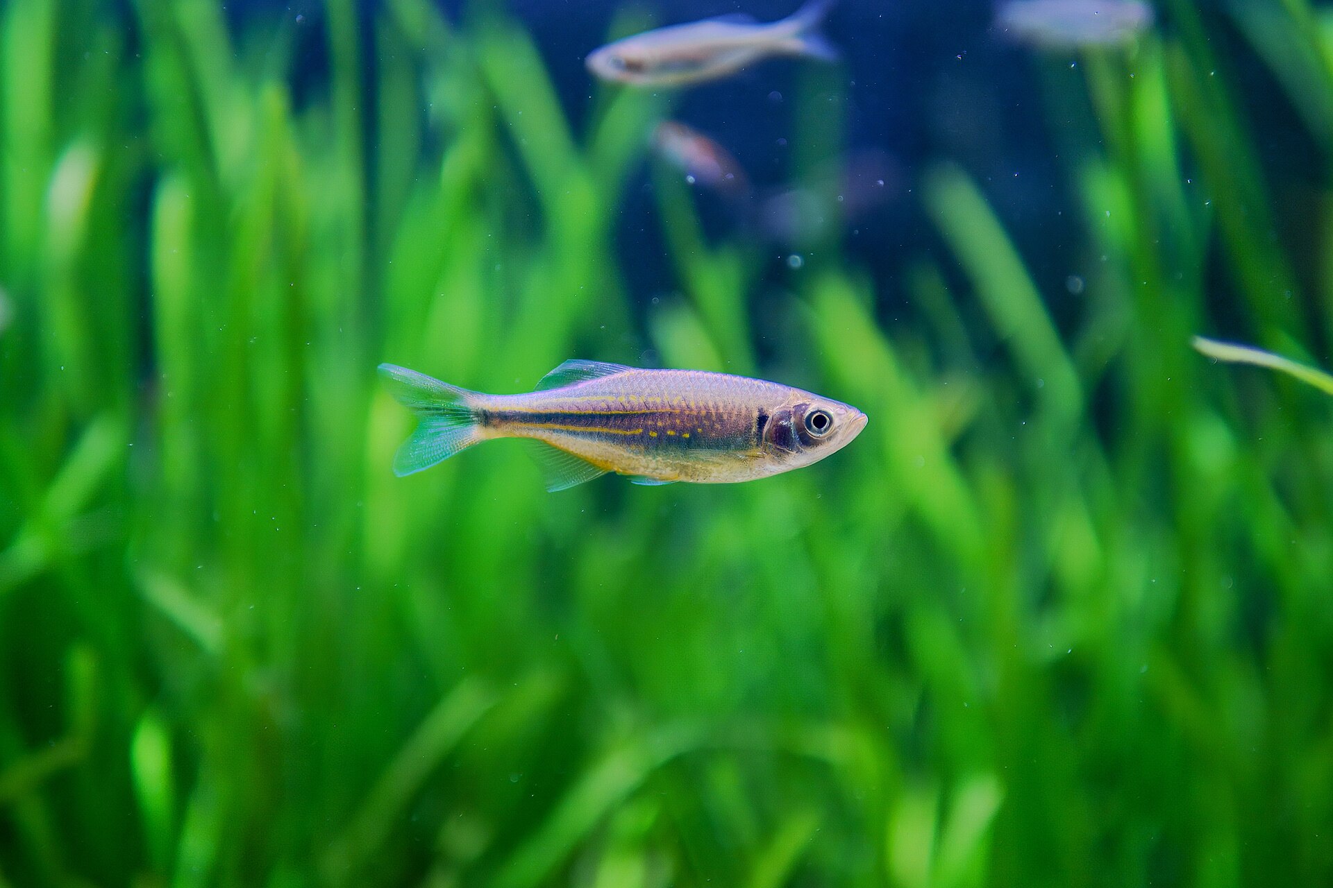 Malabar Danio (Devario malabaricus)