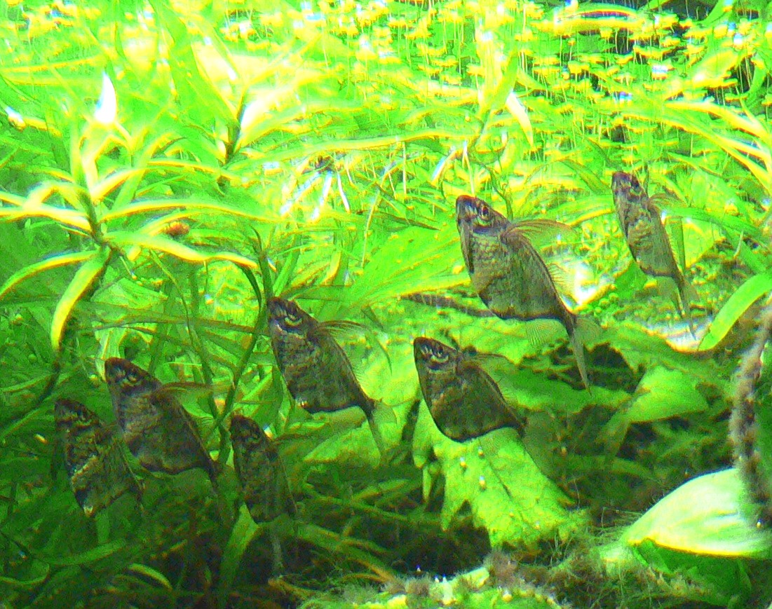 Marbled Hatchetfish (Carnegiella strigata)