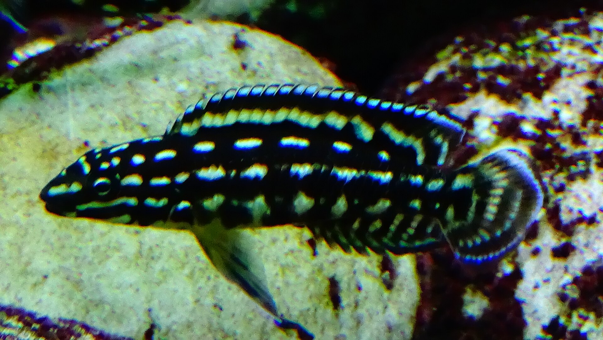Julie de Marlier (Julidochromis marlieri)