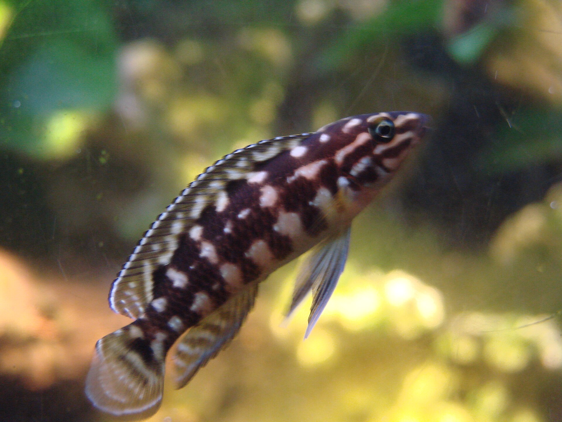 Marlier's Julie (Julidochromis marlieri)