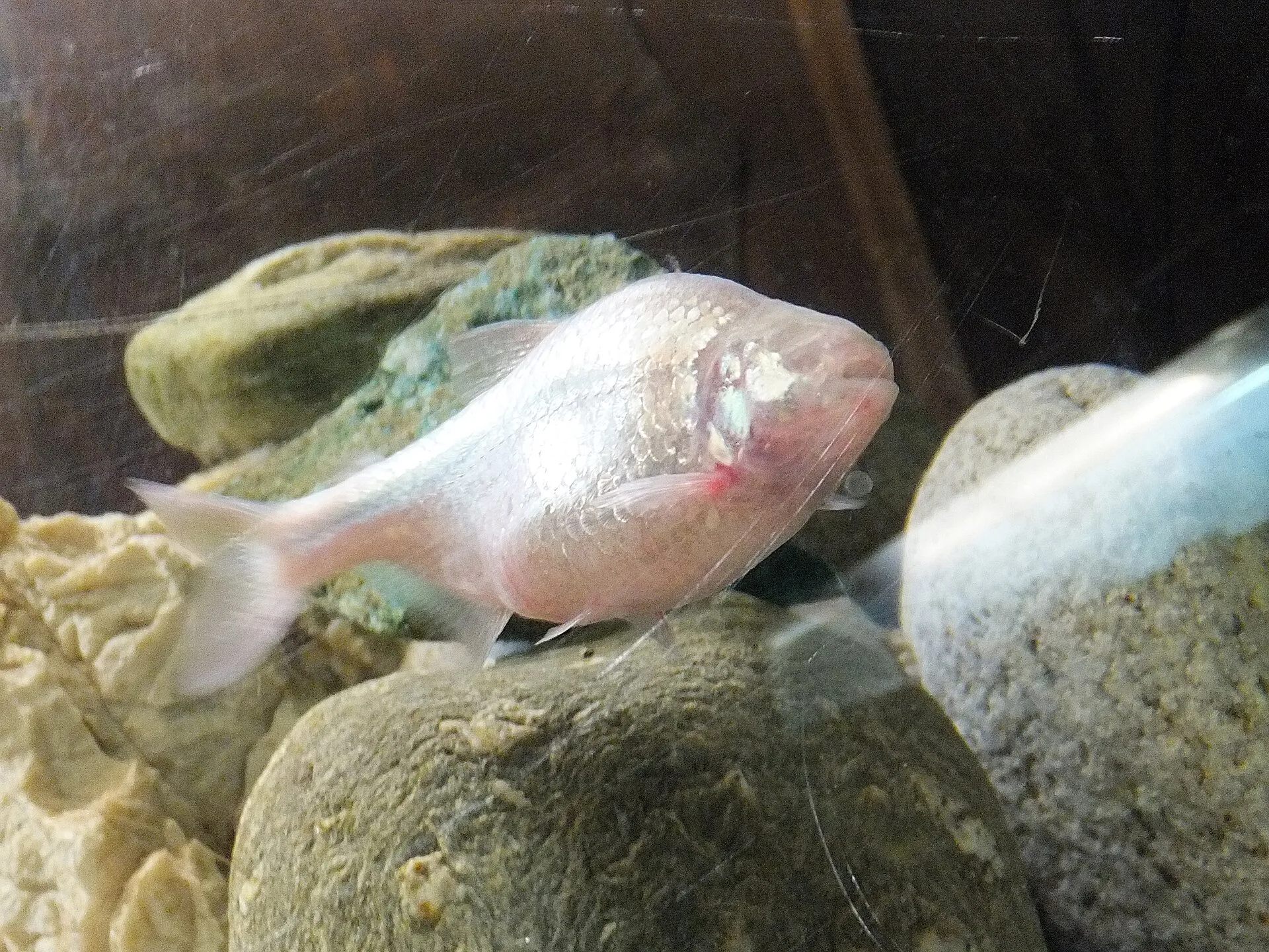 Tétra mexicain (Astyanax mexicanus)