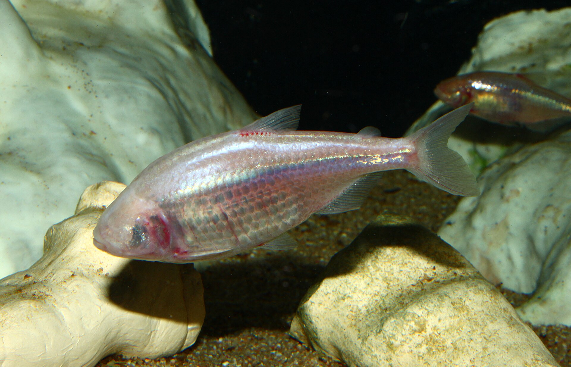 Mexican Tetra (Astyanax mexicanus)