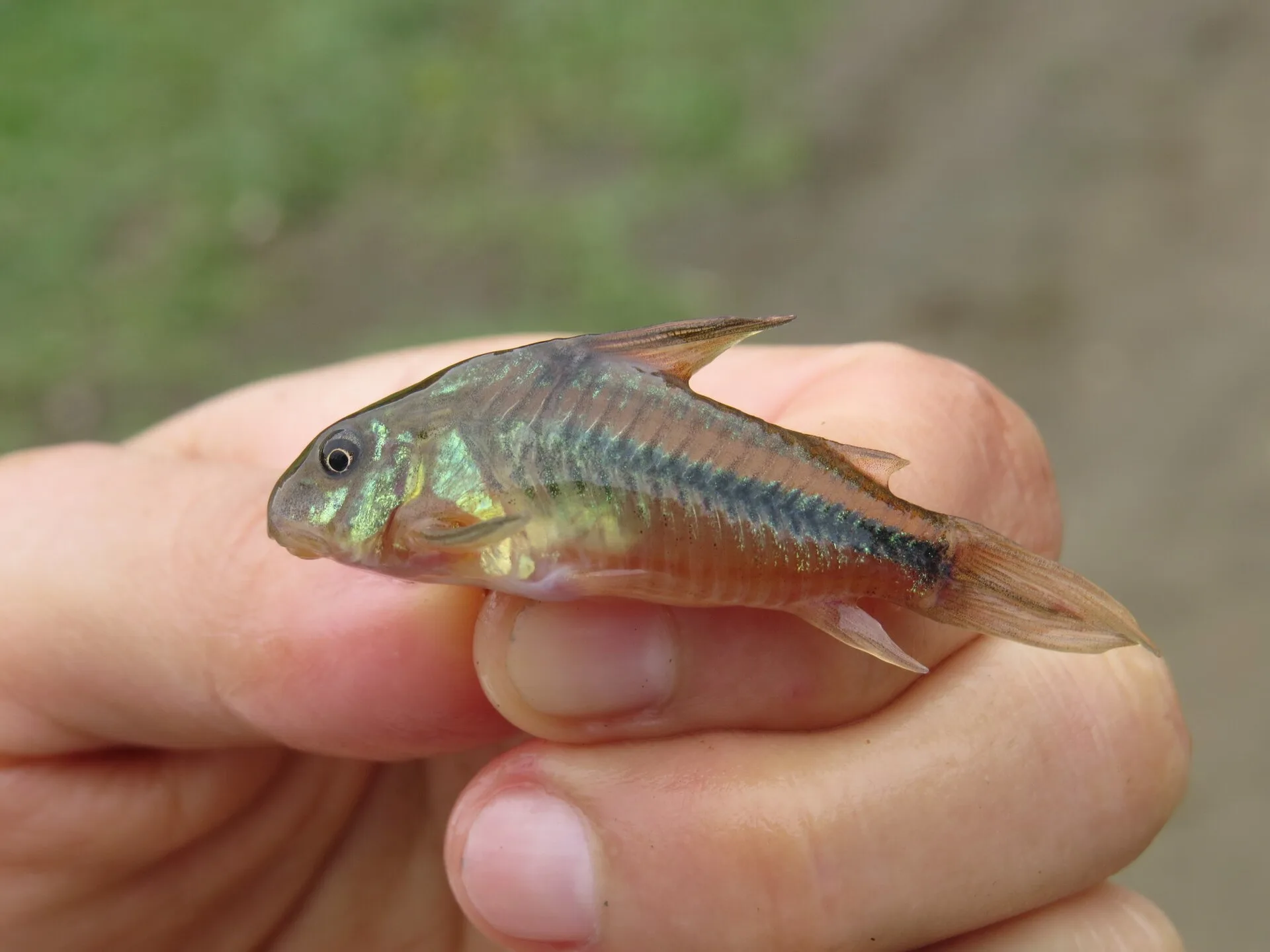 Natterer's Corydoras (Corydoras nattereri)