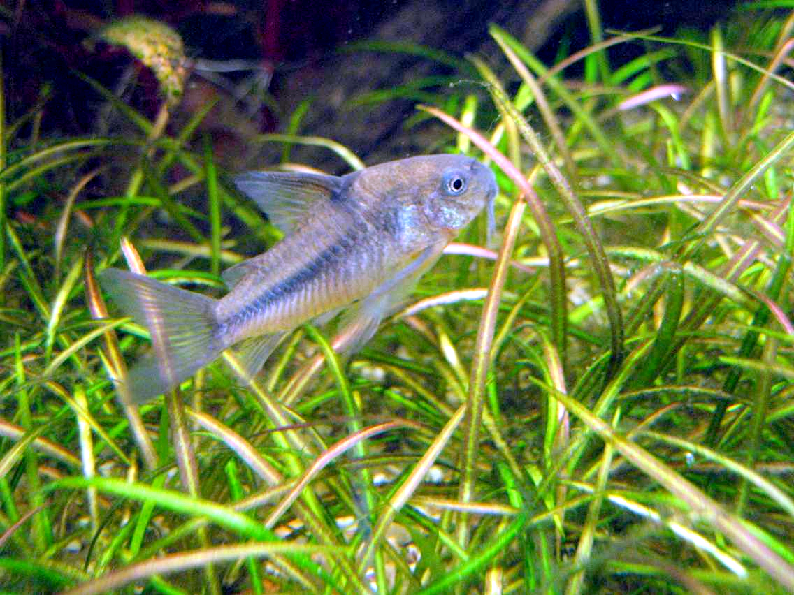 Natterer's Corydoras (Corydoras nattereri)