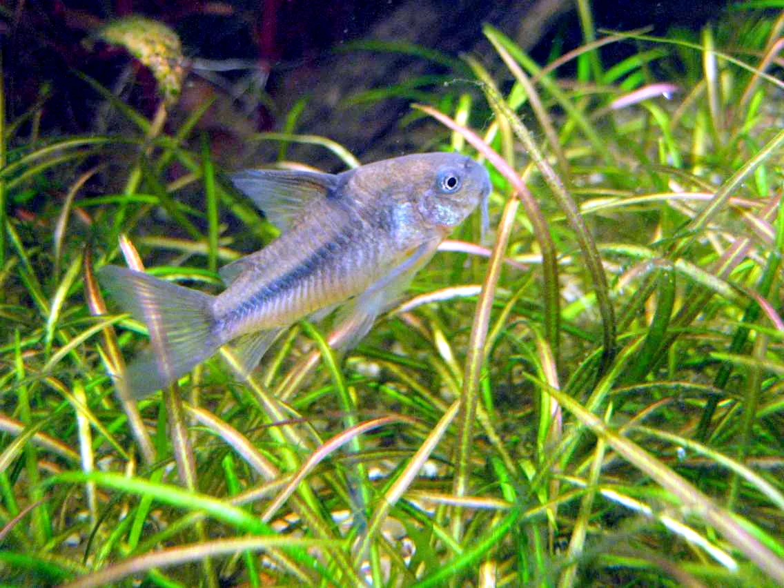 Natterer's Corydoras (Corydoras nattereri)