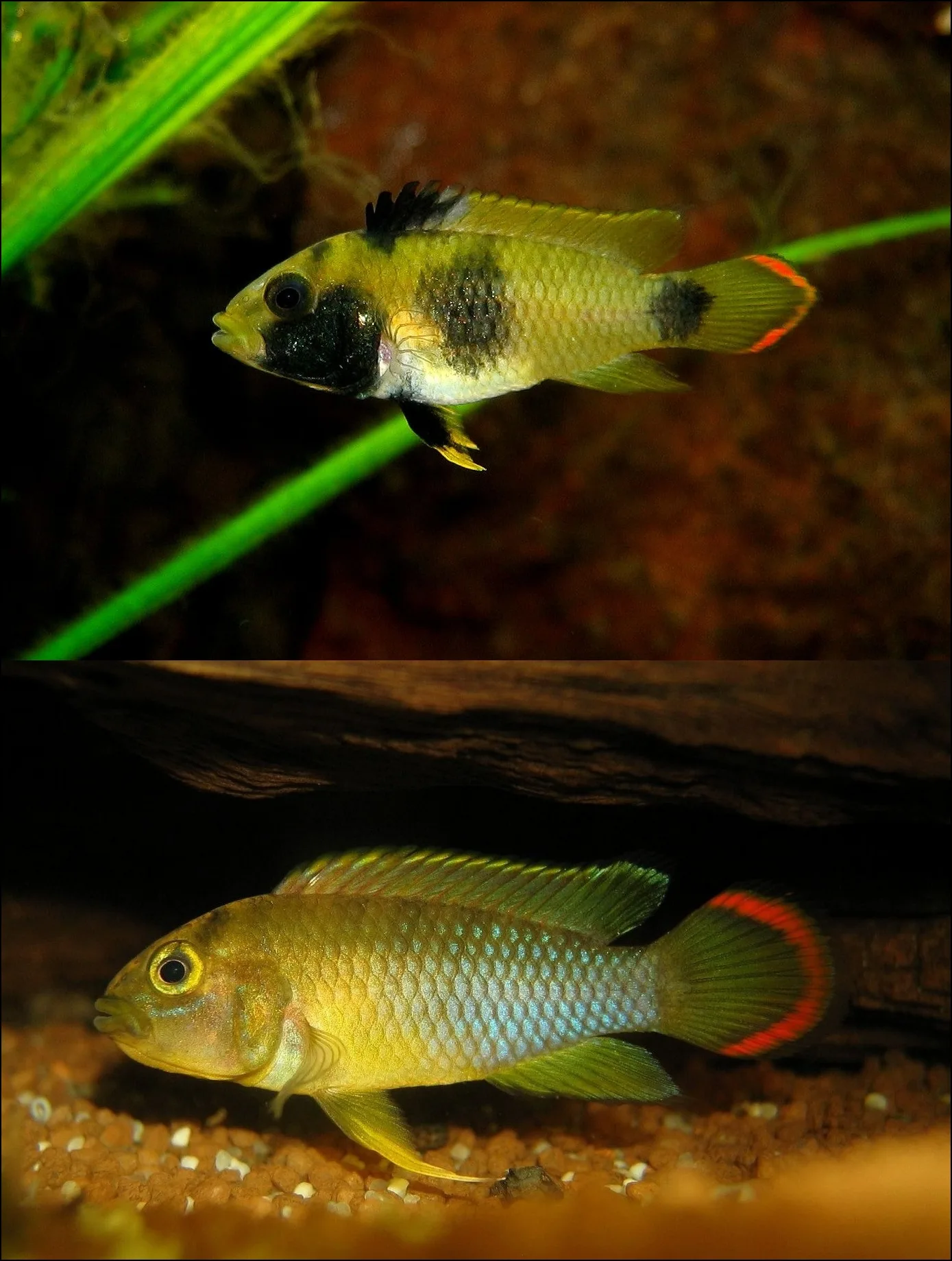 Nijssen's Apisto (Apistogramma nijsseni)