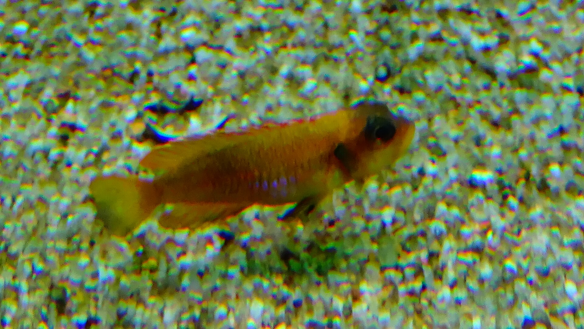 Ocellated Shell Dweller (Lamprologus ocellatus)