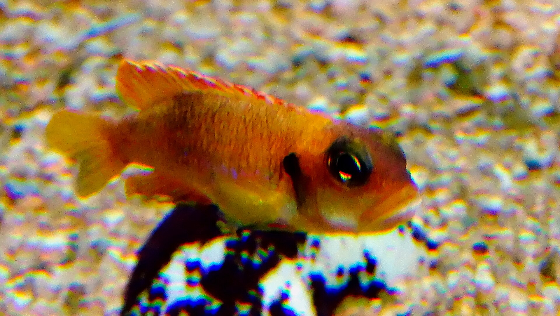 Ocellated Shell Dweller (Lamprologus ocellatus)